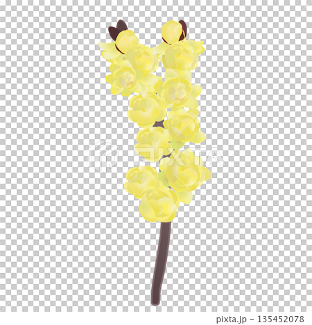 冬青花插圖 135452078