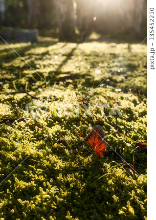 森の地面の苔むした風景と木漏れ日 森の地面の苔むした風景と木漏れ日 135452210