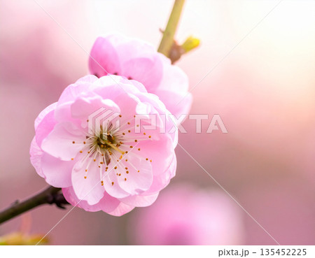 桃の花　テクスチャー　背景素材　コピースペース 135452225