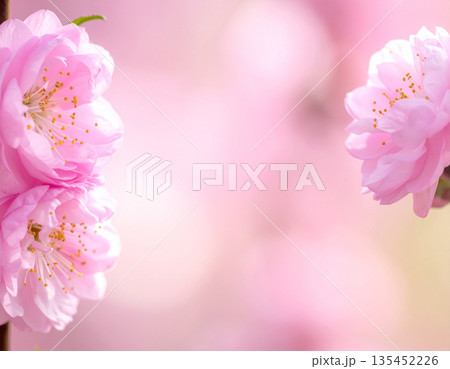 桃の花　テクスチャー　背景素材　コピースペース 135452226