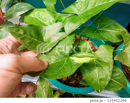 Hand Touching Variegated Syngonium Leaf in Greenhouse Nursery 135452266