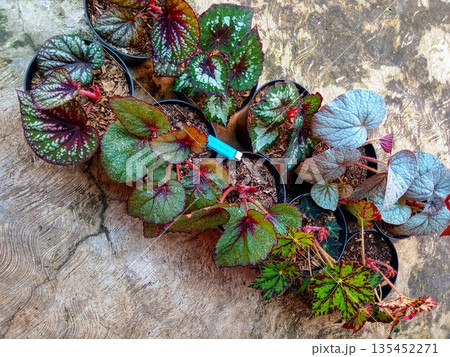 Flat Lay of Begonia Rex Cultivars in Black Pots 135452271