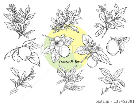 Lemon and tea leaves botanical set. 135452391