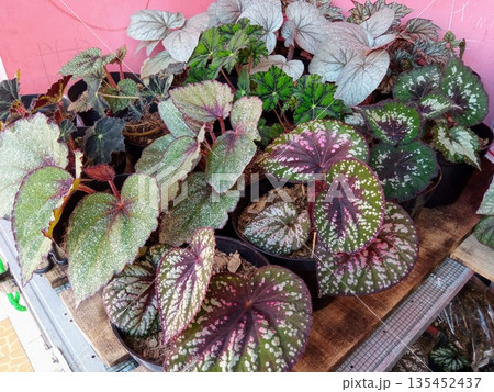 Collection of Variety Begonia Rex Houseplants in Pots for Sale at Plant Nursery 135452437