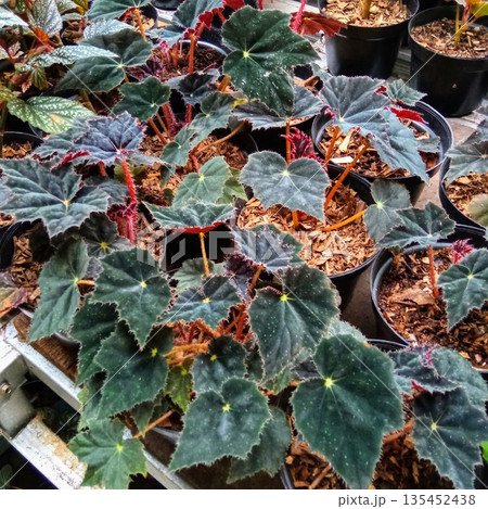 Dark Green Begonia Rex Cultivars with Jagged Leaves in Nursery Dark Green Begonia Rex Cultivars with Jagged Leaves in Nursery 135452438