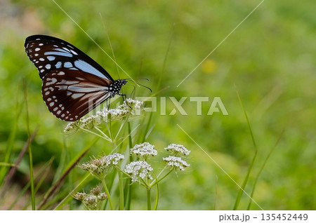 白い花にとまる蝶と柔らかな緑の背景 白い花にとまる蝶と柔らかな緑の背景 135452449