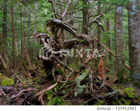苔に覆われた森 135452661