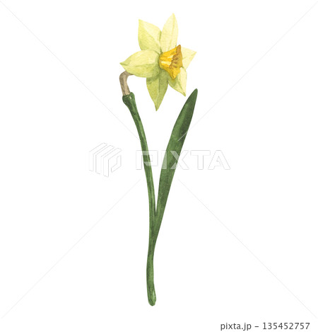 Yellow daffodil flower, hand painted in watercolor Yellow daffodil flower, hand painted in watercolor 135452757