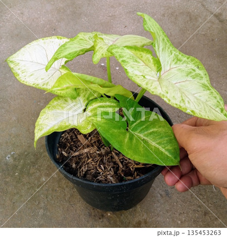 Healthy Syngonium White Butterfly Houseplant with Pale Green and White Veined Leaves in Black Pot Held by Hand 135453263