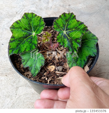 Young Rex Begonia Eyelash Variety with Spotted Leaves Young Rex Begonia Eyelash Variety with Spotted Leaves 135453376