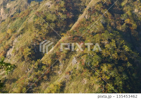 朝日に浮かぶダケカンバと秋の山肌 朝日に浮かぶダケカンバと秋の山肌 135453462