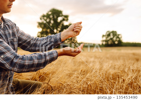 Grains of wheat in hands of the farmer. Crop of oats in male's hands. Agricultural farm. 135453490