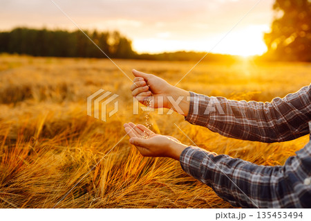 Grains of wheat in hands of the farmer. Crop of oats in male's hands. Agricultural farm. Grains of wheat in hands of the farmer. Crop of oats in male's hands. Agricultural farm. 135453494