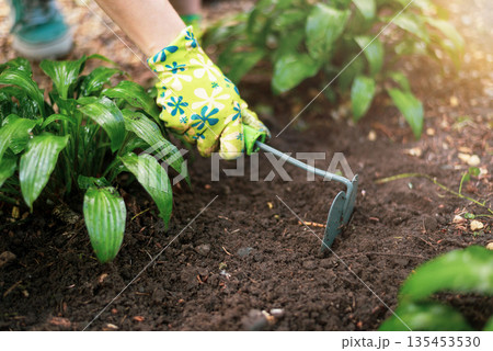 hand in protective glove holds gardening tool and loosens ground around green plant, taking care and cultivating garden plants. sunlights 135453530