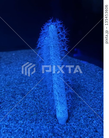 ウミサボテン 135453606