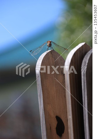 卒塔婆にとまるトンボ 135453607