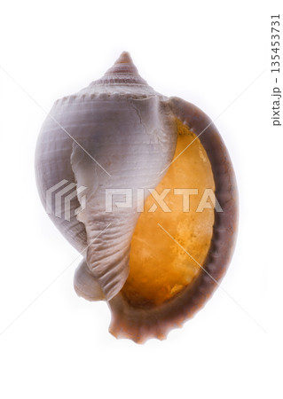 Sea shell on a white background 135453731