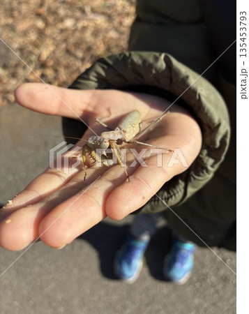 ハラビロカマキリ(褐色型) ハラビロカマキリ(褐色型) 135453793