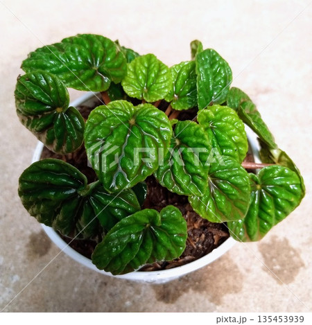Vibrant Peperomia Caperata Emerald Ripple Houseplant in White Pot 135453939