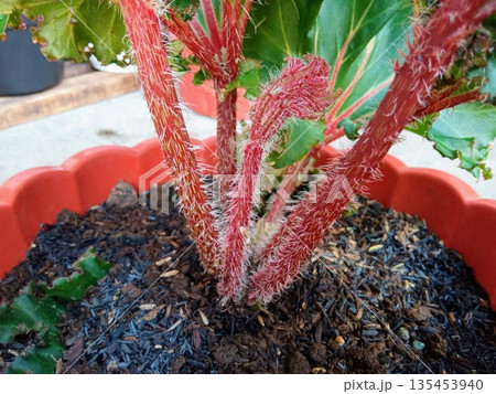 Close Up of Hairy Red Stems of a Begonia Houseplant 135453940
