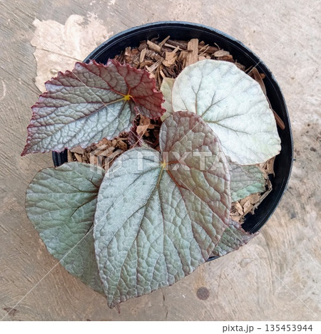 Begonia Venosa with Thick Silver Textured Leaves Seen from Above Begonia Venosa with Thick Silver Textured Leaves Seen from Above 135453944