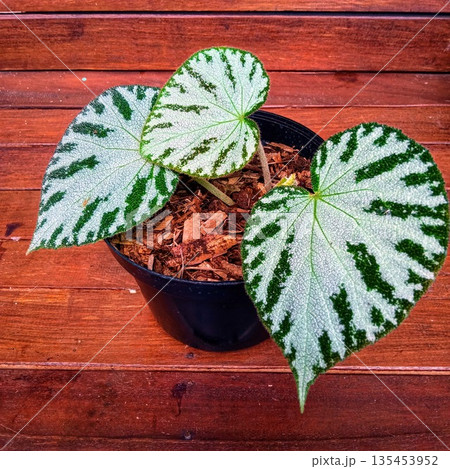 Begonia Masoniana Iron Cross Style Foliage in Rustic Setting Begonia Masoniana Iron Cross Style Foliage in Rustic Setting 135453952