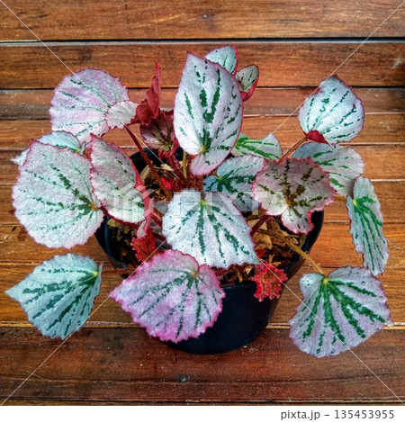 Silver and Pink Rex Begonia Houseplant with Detailed Leaf Texture 135453955