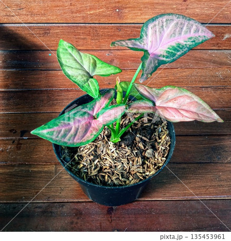 Pink and Green Syngonium Podophyllum Arrowhead Plant in Black Plastic Pot on Wooden Background 135453961