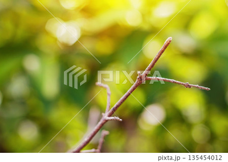 Bare Branch in Golden Sunlight with Bokeh Background. Nature Background. Environment concept. Green Garden. High quality photo 135454012