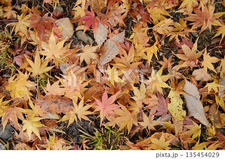 秋色に染まる落葉と静かな地面の風景 秋色に染まる落葉と静かな地面の風景 135454029