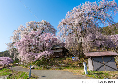 長野県伊那市の勝間薬師堂に咲き誇る満開の枝垂れ桜 135454094