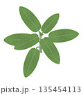 Branch with sage leaves on a white background. 135454113