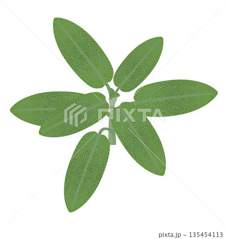 Branch with sage leaves on a white background. 135454113
