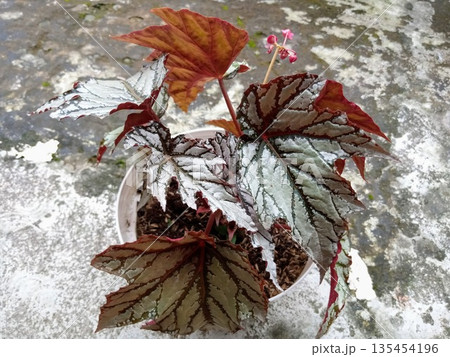 Close Up of Silver Variegated Rex Begonia Foliage with Red Stems and Tiny Blooms Close Up of Silver Variegated Rex Begonia Foliage with Red Stems and Tiny Blooms 135454196