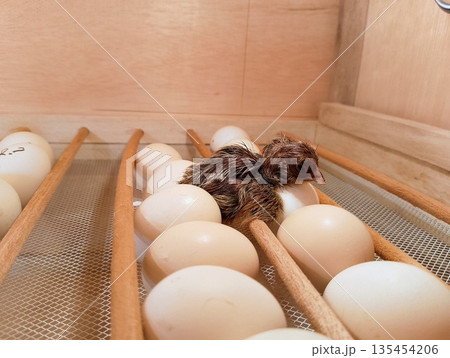 Side View of Wet Baby Chick Hatcher Resting in Wooden Incubator Side View of Wet Baby Chick Hatcher Resting in Wooden Incubator 135454206