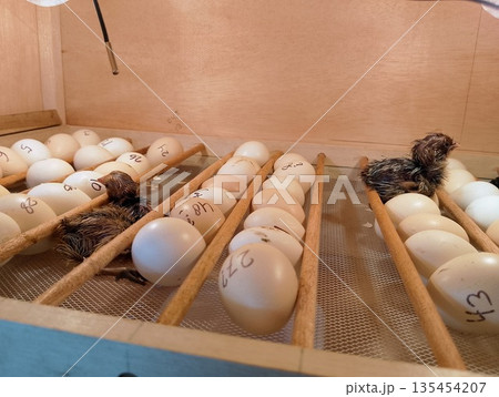Professional Egg Incubator with Newborn Chick and Numbered Eggs in Hatchery Professional Egg Incubator with Newborn Chick and Numbered Eggs in Hatchery 135454207