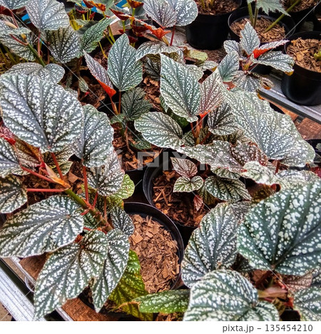 Polka Dot Begonia Maculata Plants in Nursery Pots for Gardening 135454210
