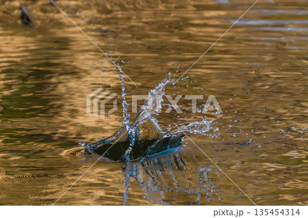獲物に狙いを定めて飛び込んだカワセミの水しぶき 獲物に狙いを定めて飛び込んだカワセミの水しぶき 135454314