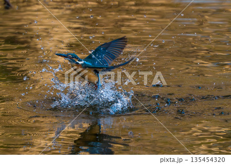 カワセミが飛び出す瞬間 カワセミが飛び出す瞬間 135454320