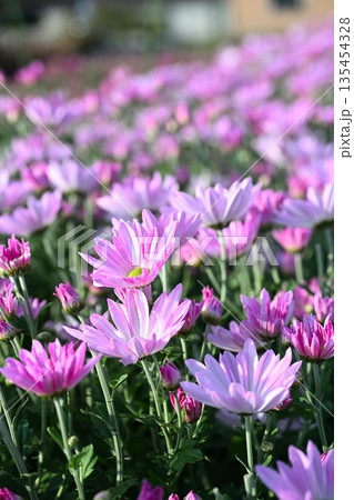 栽培されている食用菊かきのもとの花（新潟県新潟市南区） 135454328