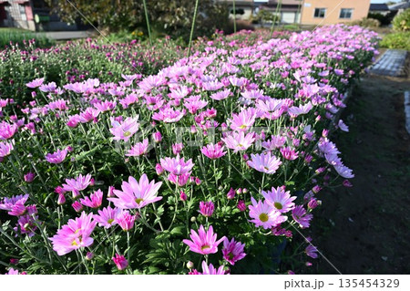 栽培されている食用菊かきのもとの花(新潟県新潟市南区) 栽培されている食用菊かきのもとの花(新潟県新潟市南区) 135454329