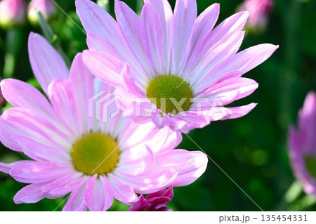 栽培されている食用菊かきのもとの花（新潟県新潟市南区） 135454331