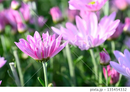 栽培されている食用菊かきのもとの花（新潟県新潟市南区） 135454332