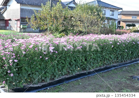 栽培されている食用菊かきのもとの花（新潟県新潟市南区） 135454334