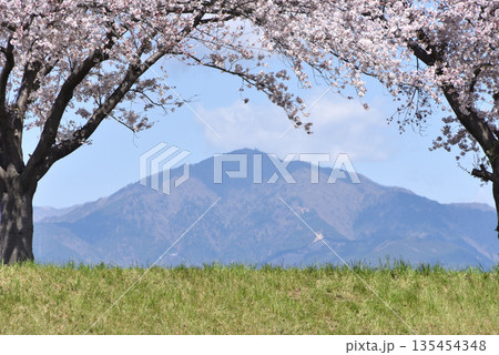 大山と桜 135454348