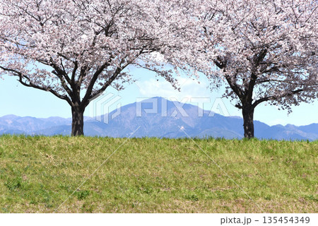 桜と大山 桜と大山 135454349