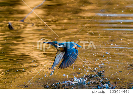 カワセミがエサを捕った瞬間 カワセミがエサを捕った瞬間 135454443