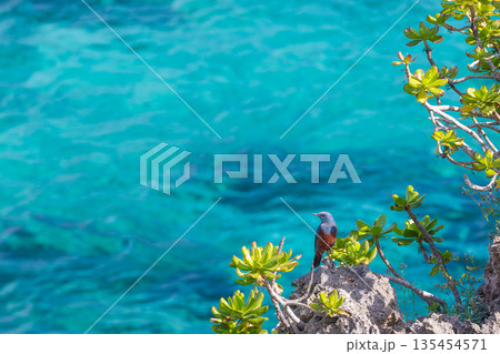 南国の海を見つめる磯の小鳥 135454571