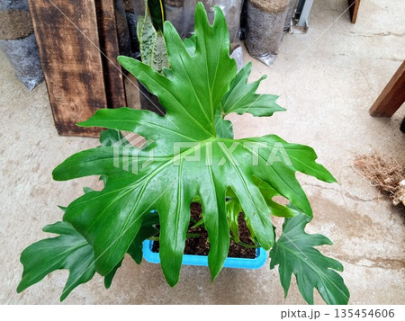 Philodendron Selloum Tree Philodendron Plant with Large Lobed Green Leaves in Blue Container Philodendron Selloum Tree Philodendron Plant with Large Lobed Green Leaves in Blue Container 135454606