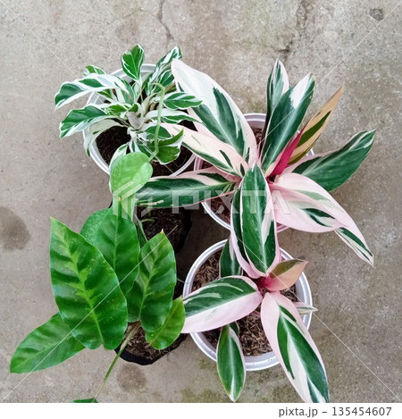 Collection of Tropical Variegated Houseplants including Calathea and Stromanthe Triostar Collection of Tropical Variegated Houseplants including Calathea and Stromanthe Triostar 135454607